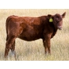 Image 7 : JR Cattle Company Ltd. - 510# October Delivery Heifer Calves - 30 Head (Fort Macleod, AB)