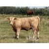 Image 3 : Kokay Farms Ltd. - 675# November Delivery Heifer Calves - 40 Head (Rosemary, AB)