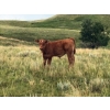 Image 6 : Ed & Connie Gammie - 495# December Delivery Steer Calves - 120 Head (Handhills, AB)