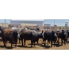 Image 3 : M.S. MacLean Livestock - 1550# Cows - 27 Head (Coaldale, AB)
