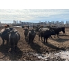 Image 5 : Pedersen Farms - 880# March Delivery Steers - 71 Head (Scandia, AB)