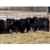 Image 3 : Dwayne Nicolay - 740# February Delivery Steers - 84 Head (Rocky Mountain House, AB)