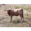 Image 4 : F Nester Ranching - 550# October Delivery Steer Calves - 110 Head (Picture Butte, AB) VBP+