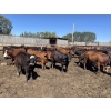Image 2 : South Ridge Simmentals - 730# Sept/Oct Yearling Heifers - 180 Head (Monarch, AB)