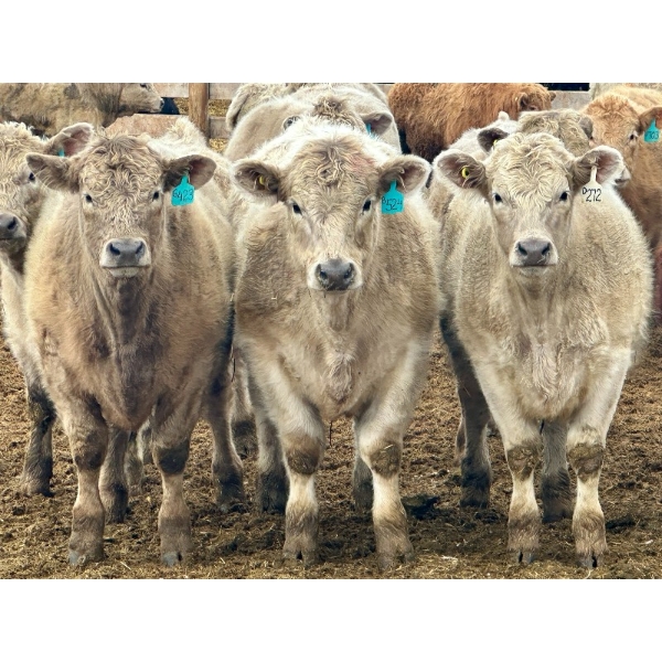 Stahlville Colony - 990# January Delivery Steers - 92 Head (Rockyford, AB)