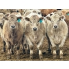 Image 1 : Stahlville Colony - 990# January Delivery Steers - 92 Head (Rockyford, AB)