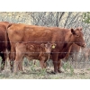 Image 7 : Meyer Cattle Inc. - 15 Red Angus X 3rd Calf Pairs (Lethbridge, AB)