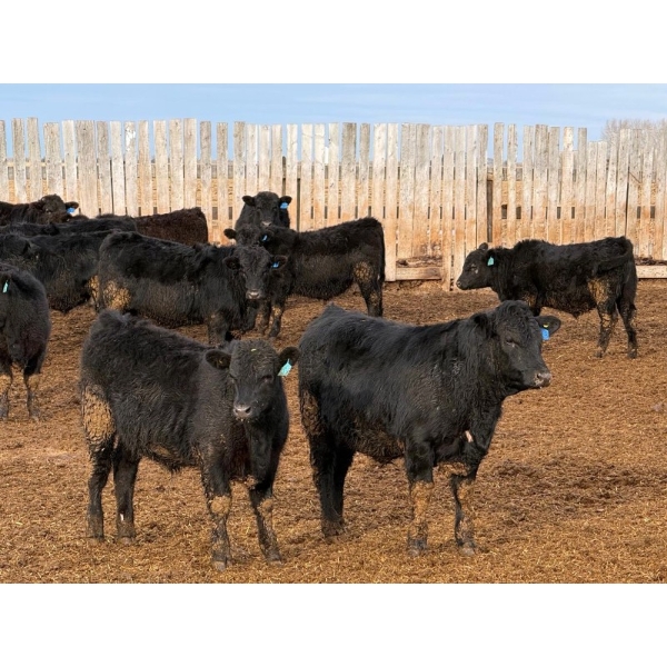 North Butte Land & Cattle - 700# February Delivery Steers - 90 Head (Gem, AB)