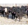 Image 4 : CDA Farms Ltd. - 990# February Delivery Steers - 45 Head (Lemberg, SK)