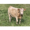 Image 8 : John Bland - 975# September Delivery Grass Heifers - 120 Head (Rimbey, AB)