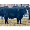 Image 5 : Blue Moon Cattle Co. - 830# March Delivery Weaned Heifers - 65 Head (Irricana, AB)