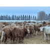 Image 7 : Box Anchor Farms - 930# March Delivery Heifers - 195 Head (Dewberry, AB)