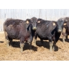 Image 3 : Leib Farm & Ranch Ltd. - 15 Black Angus/Black Angus X Bred Cows (Southey, SK)