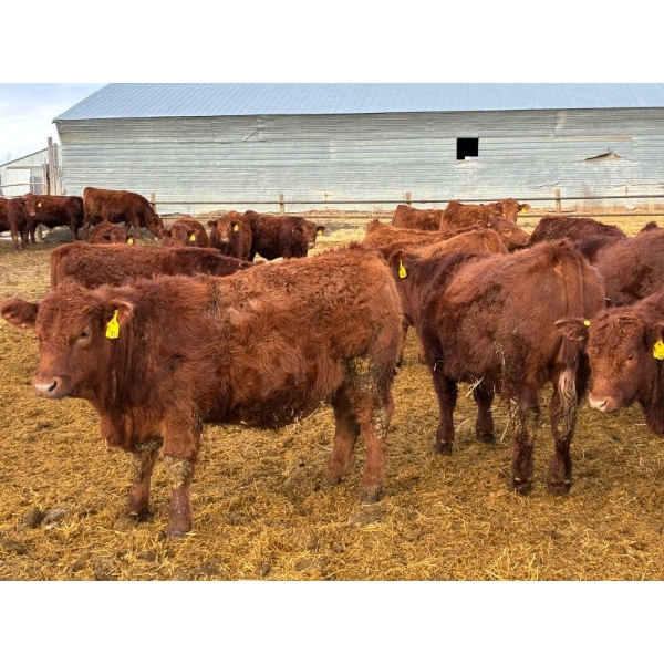 RBD Ranch - 950# January Delivery Steers - 65 Head (Milestone, SK)