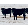 Image 3 : Sturgeon River Ranch - 800# March Delivery Steers - 200 Head (Rockyford, AB)