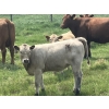 Image 7 : MacMillan Farming Co. - 500# July Delivery Heifer Calves - 180 Head (Cayley, AB) VBP+