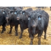 Image 4 : D & N Livestock - 740# March/April Delivery Steers - 160 Head (Peebles, SK) VBP+