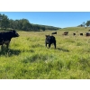 Image 11 : Ron Holmes - 550# October Delivery Steer Calves - 100 Head (Cochrane, AB)