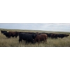 Image 8 : McDougald Ranch Ltd. - 890# September Delivery Grass Steers - 165 Head (Maple Creek, SK)