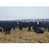 Image 4 : Tee Two Land & Cattle Co. - 760# March/April Delivery Steers - 216 Head (Kelliher, SK) VBP+