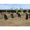 Image 2 : Hines Ranching Co. Ltd. - 525# November Delivery Steer Calves - 210 Head (Marwayne, AB)