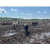 Image 9 : Thomson Cattle Ltd. - 1040# June Delivery Steers - 120 Head (Silver Valley, AB)