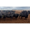 Image 8 : M.S. MacLean Livestock - 950# June Delivery Steers - 111 Head (Coaldale, AB)