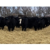 Image 3 : Houston Farms - 800# March Delivery Steers - 78 Head (Eckville, AB)