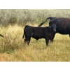 Image 6 : Circus Coulee Cattle (Robert & Jordy Hoff) - 530# November Steer Calves - 95 Head (Dorothy, AB)