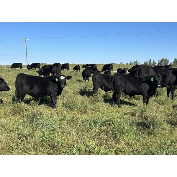 Bryce Medin - 760# November Delivery Steer Calves - 70 Head (Eckville, AB)