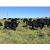 Image 1 : Bryce Medin - 760# November Delivery Steer Calves - 70 Head (Eckville, AB)