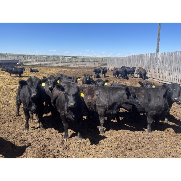 Peter & Diane Kooy - 865# June Delivery Heifers - 105 Head (Nobleford, AB)
