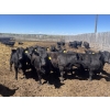 Image 1 : Peter & Diane Kooy - 865# June Delivery Heifers - 105 Head (Nobleford, AB)
