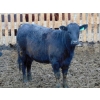 Image 4 : PSV Farms Ltd. - 810# April/May Delivery Heifers - 70 Head (Enchant, AB)