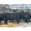 Image 3 : Crooked Creek Farms - 14 6th Calvers (Pen 445)