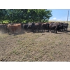 Image 6 : McDougald Ranch Ltd. - 820# September Grass Heifers - 75 Head (Maple Creek, SK)