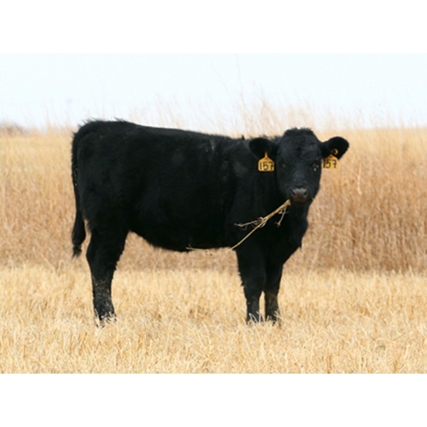 James Perras - 475# November Heifer Calves - 85 Head (Windthorst, SK)