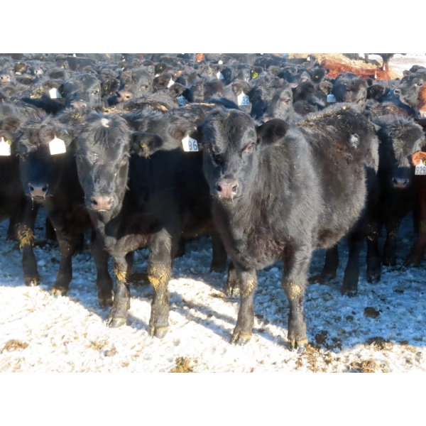 Raymore Farming Co. - 80 Black/Black X Replacement Heifers (Raymore, SK)