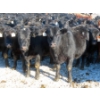 Image 1 : Raymore Farming Co. - 80 Black/Black X Replacement Heifers (Raymore, SK)