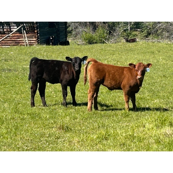 Cutting Edge/Holtry Creek - 540# November Delivery Heifer Calves - 110 Head (100 Mile House, BC)