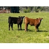 Image 1 : Cutting Edge/Holtry Creek - 540# November Delivery Heifer Calves - 110 Head (100 Mile House, BC)