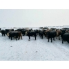 Image 6 : Larry Jones - 625# December Weaned Steers - 160 Head (Balzac, AB)