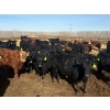 Image 1 : Van Hall Cattle Co. - 980# April Delivery Steers - 120 Head (Scandia, AB)