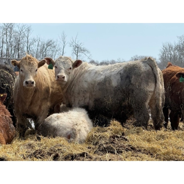 Luke & Jen Smith - 1050# April Delivery Steers - 114 Head (Rhein, SK)