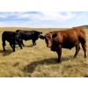 Image 1 : 7-T Big Valley Ranches - 1075# September Delivery Grass Steers - 177 Head (Big Valley, AB)