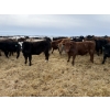 Image 8 : Vee Tee Feeders - 930# May Delivery Steers - 260 Head (Lloydminster, SK)