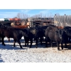 Image 2 : WWM Farms - 865# March Delivery Steers - 50 Head (Thorhild, AB)