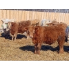 Image 5 : Winn Man Farms - 750# March Delivery Steers - 160 Head (Winnipegosis, MB)