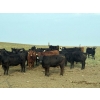 Image 5 : Daryk & Bonnie Simonson - 750# September Delivery Grass Heifers - 39 Head (Dinsmore, SK) VBP+
