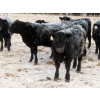 Image 6 : Martin DeVos - 735# March Delivery Steers - 164 Head (Fork River, MB)